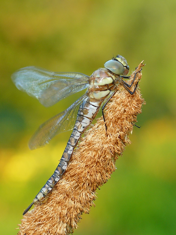 Šídlo pestré (Aeshna mixta)