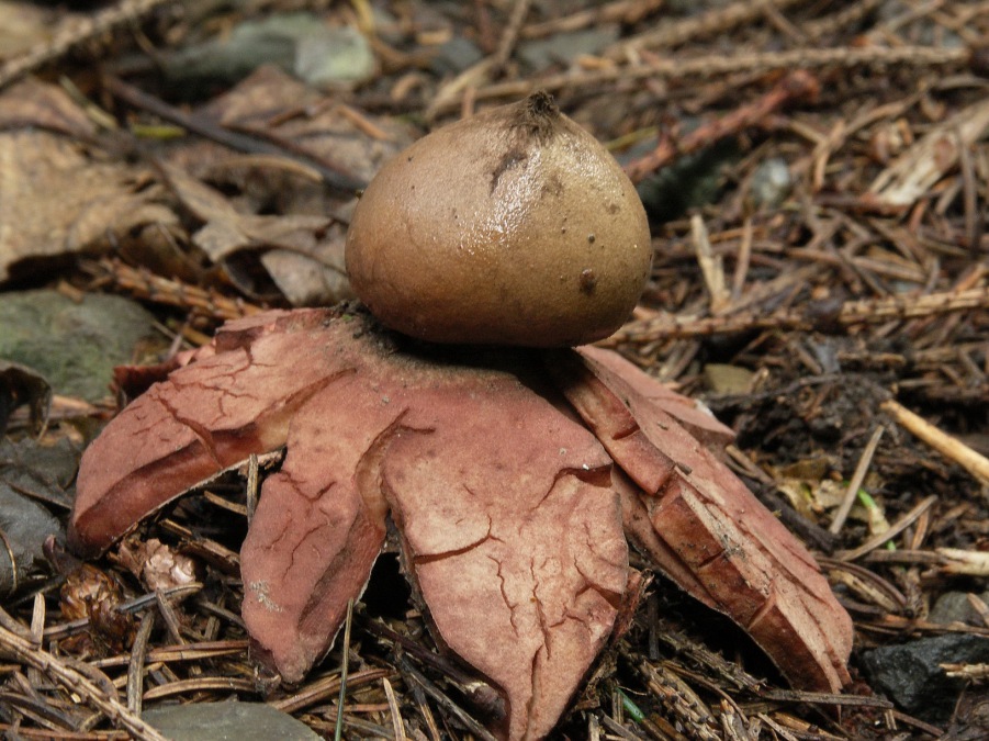 hvězdovka červenavá