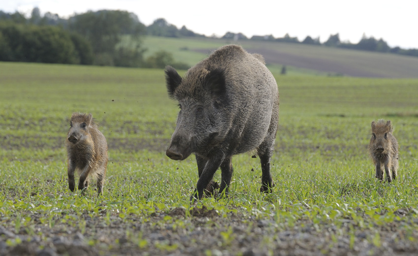 Prase divoké (Sus scrofa)