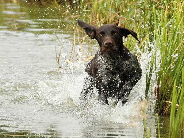 Lov kachen 