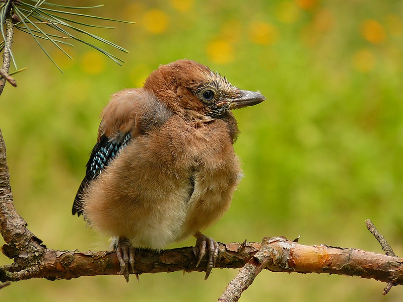 Sojka obecná /Garrulus glandarius/