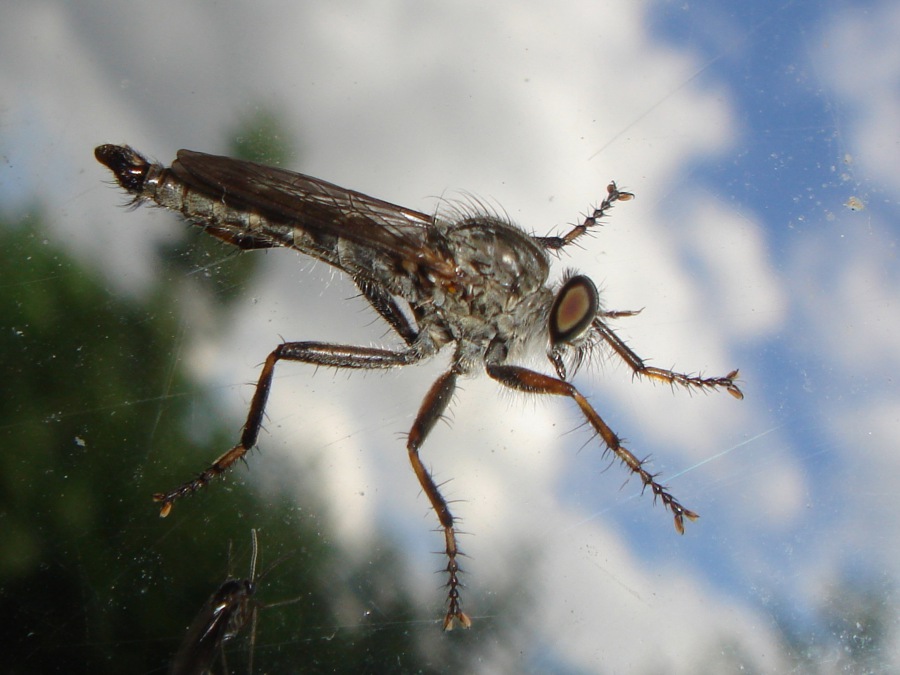 Roupec sp.