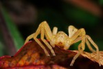 Maloočka smaragdová