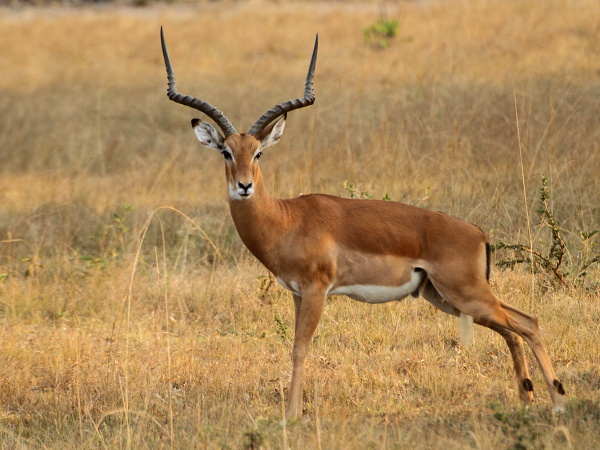 Impala