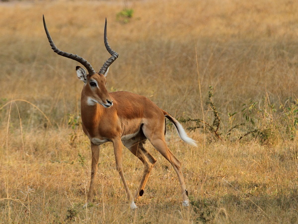 Impala