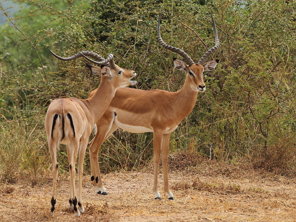 Impala