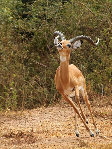 Impala