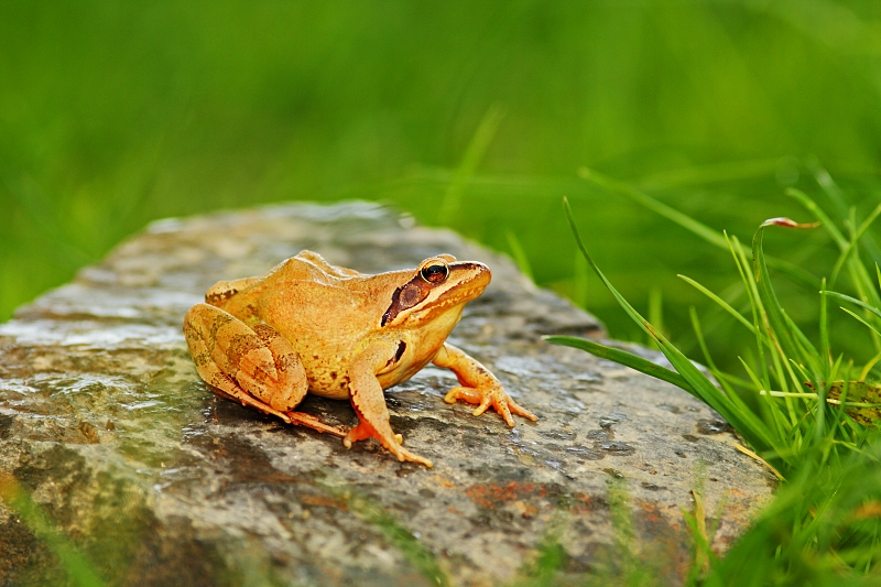 Skokan hnědý