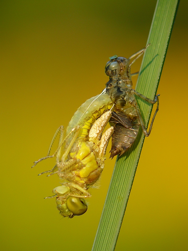 Vážka Rudá (Sympetrum sanguineum)