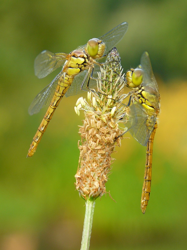 Vážka rudá /Sympetrum sanguineum/