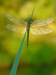 Vážka rudá /sympetrum sanguineum/