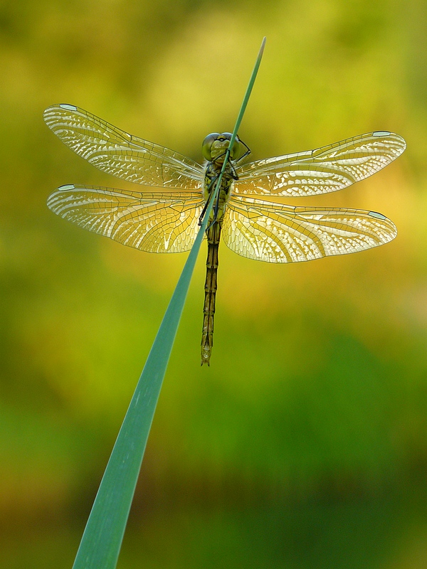 Vážka rudá /sympetrum sanguineum/