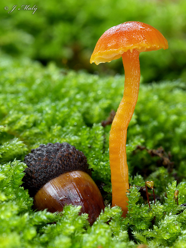 Voskovka hořká