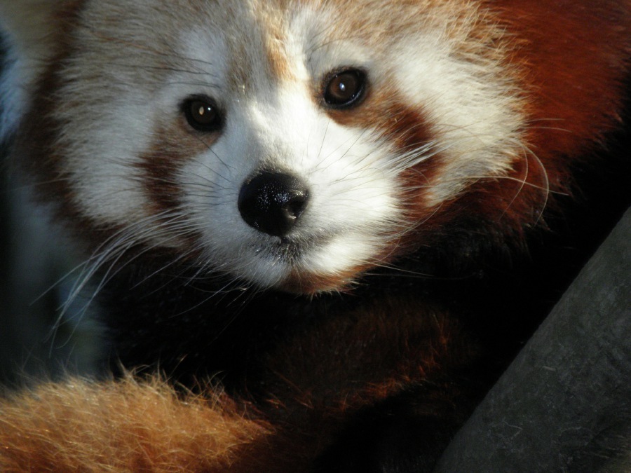 PANDA ČERVENÁ