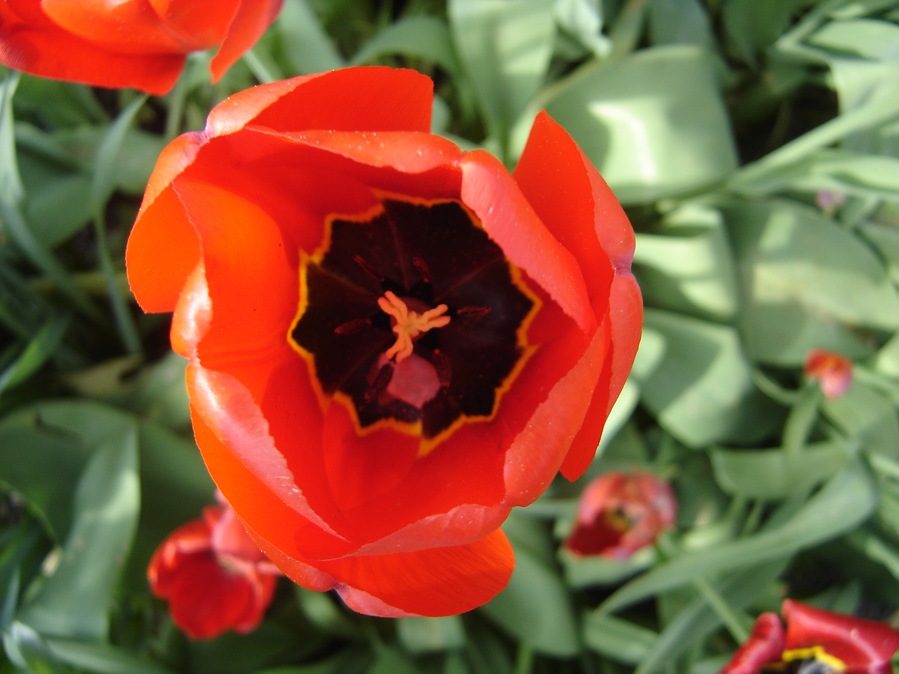 Tulipán