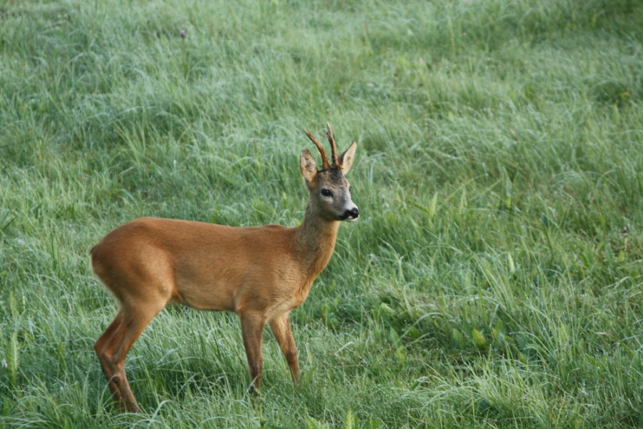 Srnec během říje