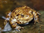 Ropucha obecná