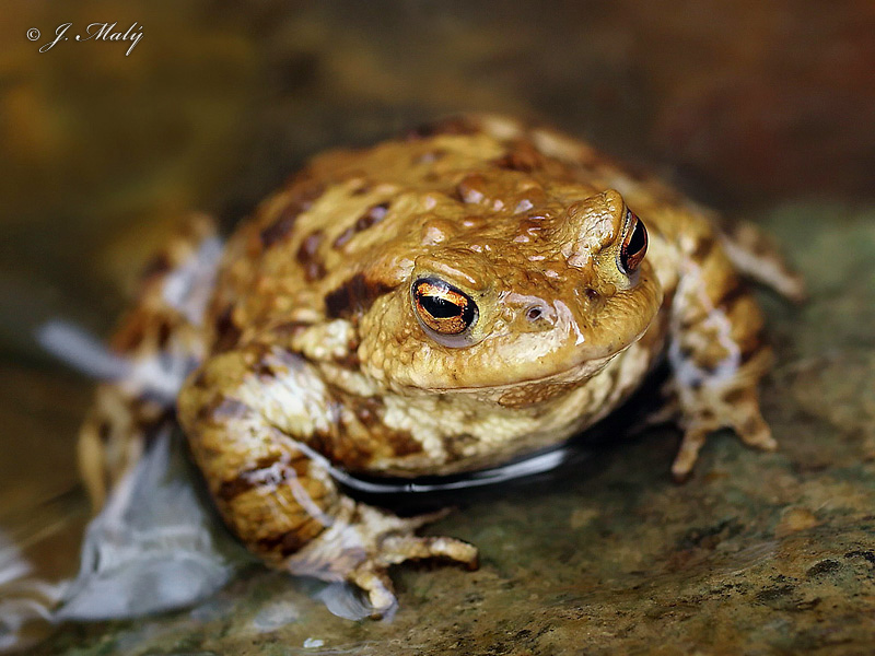 Ropucha obecná