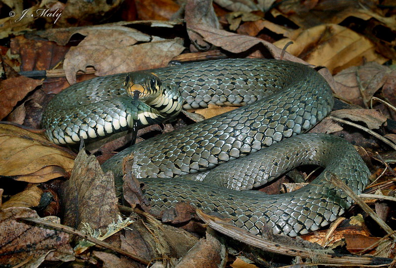 Užovka obojková