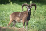 Muflon