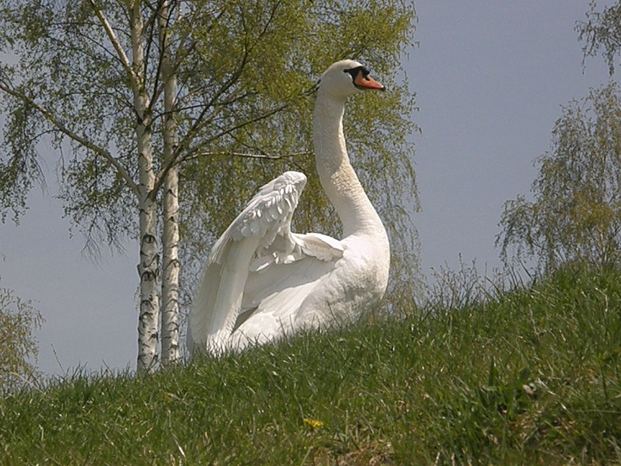 Labuť bílá