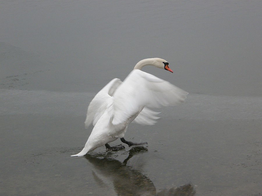 Labuť bílá