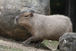 Kapybara