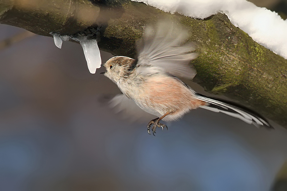 Mlynařík dlouhoocasý (Aegithalos caudatus)