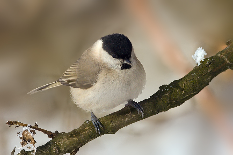 Sýkora babka (Parus palustris)