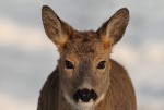 Srnec obecný (Capreolus capreolus)