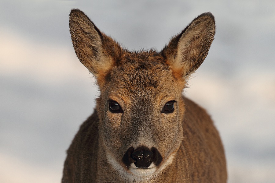 Srnec obecný (Capreolus capreolus)