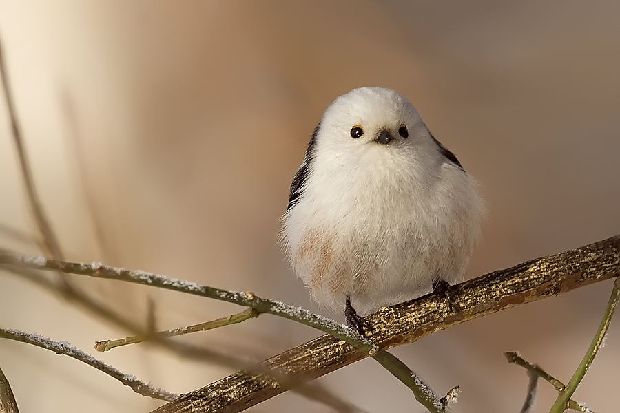 Mlynařík dlouhoocasý (Aegithalos caudatus)