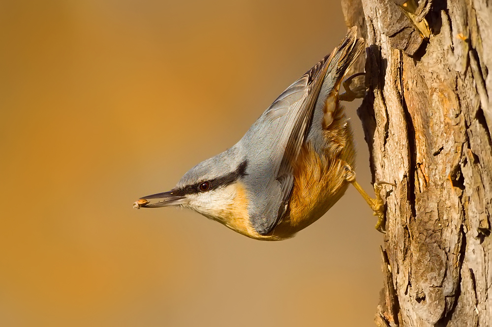 Brhlík lesní (Sitta europaea)