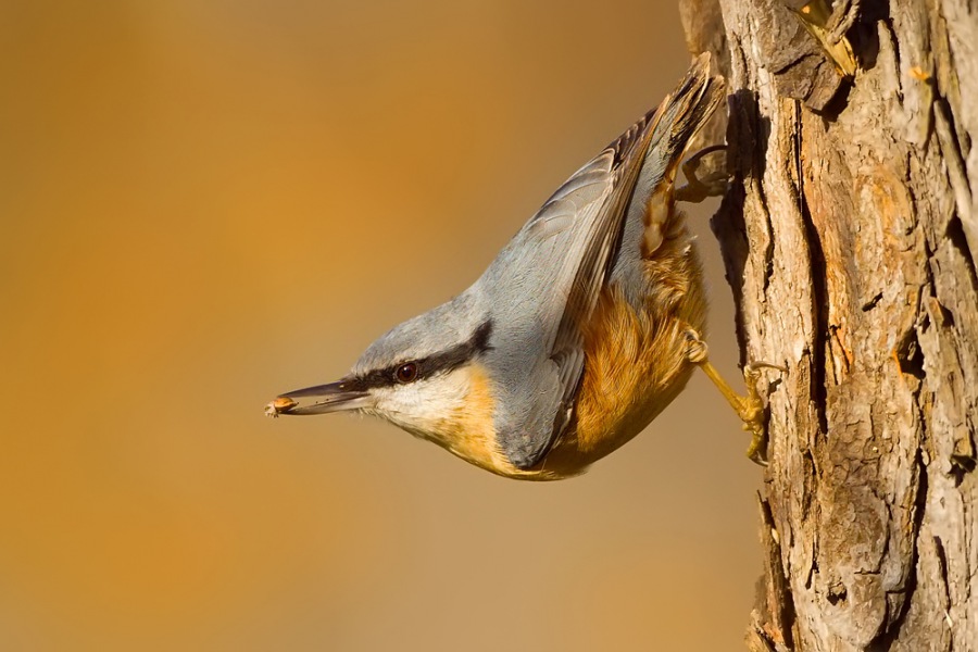 Brhlík lesní (Sitta europaea)