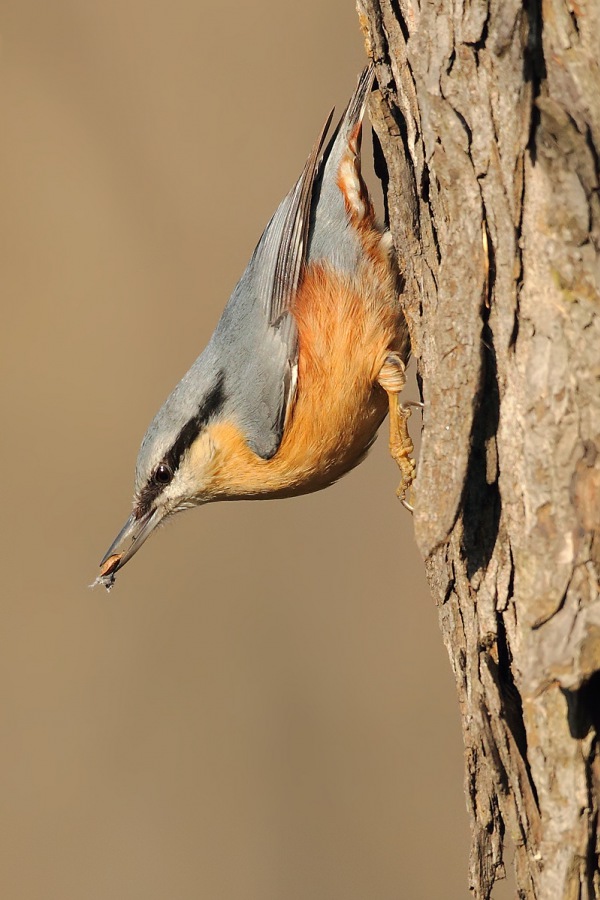 Brhlík lesní (Sitta europaea)