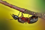 Mravenec lesní 