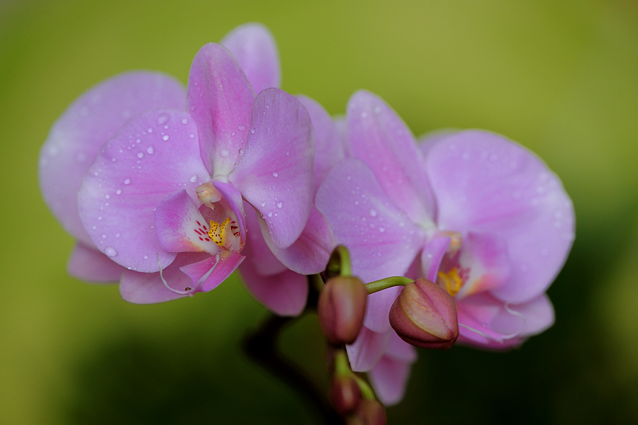 Orchidej Phalaenopsis