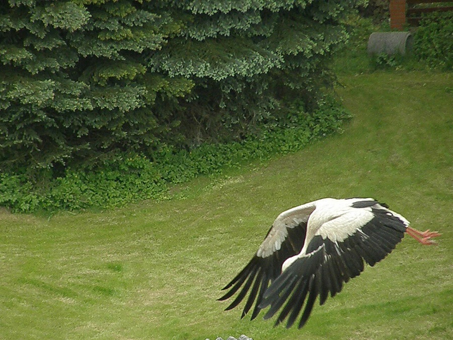 čáp bílý