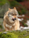 Vlk obecný