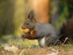 Veverka obecná - Sciurus vulgaris 