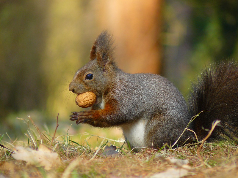 Veverka obecná - Sciurus vulgaris 