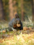 Veverka obecná - Sciurus vulgaris 