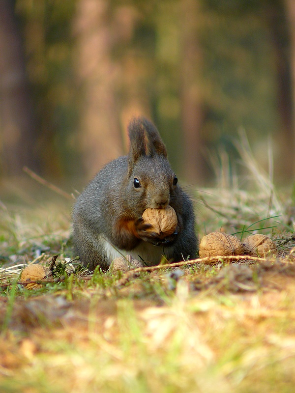 Veverka obecná - Sciurus vulgaris 
