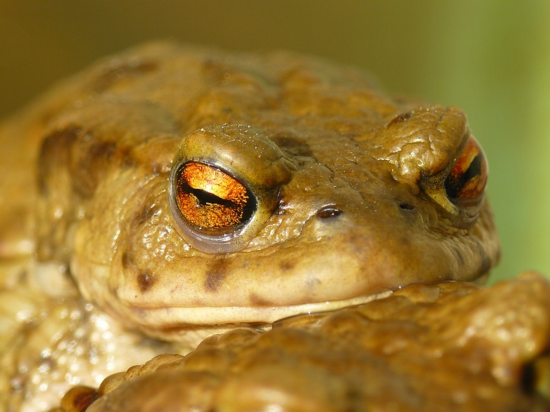 Ropucha obecná 