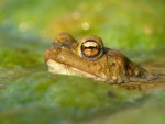 Ropucha obecná (Bufo bufo)