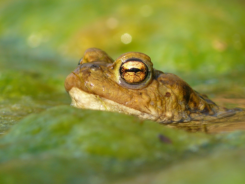 Ropucha obecná (Bufo bufo)