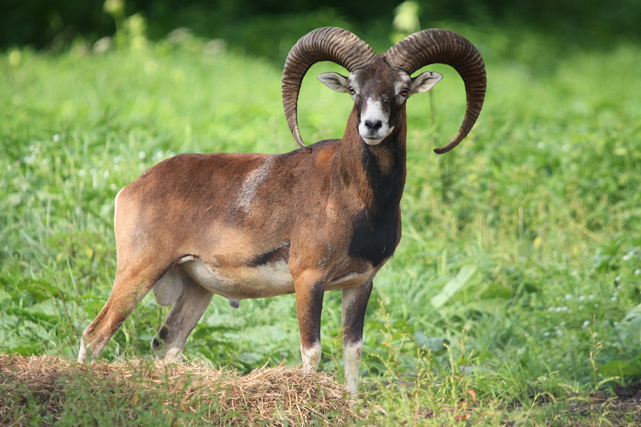 Mufloní beran