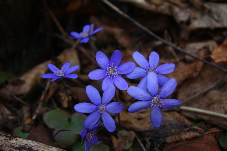Jaterníky