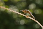 Vážka ploská samička