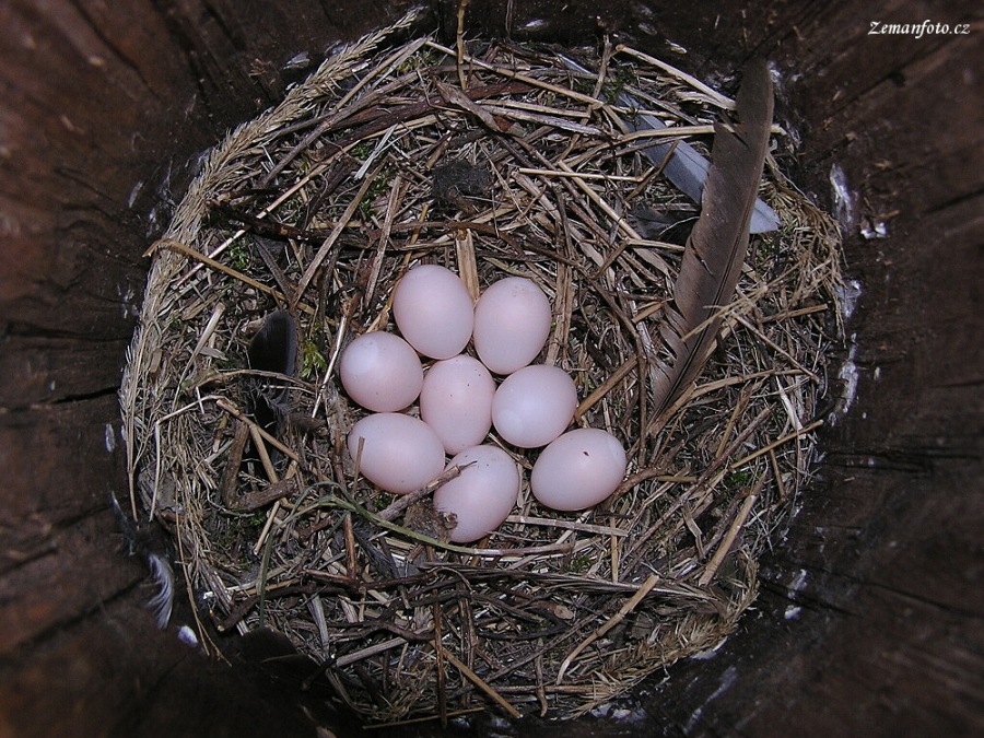 Krutihlav obecný - hnízdo